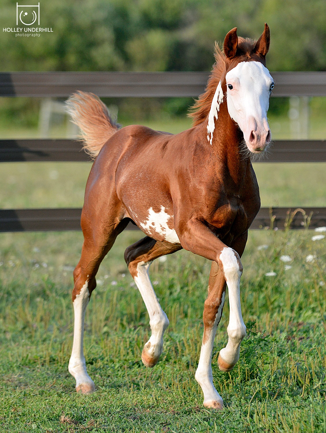 Chestnut Filly Picture